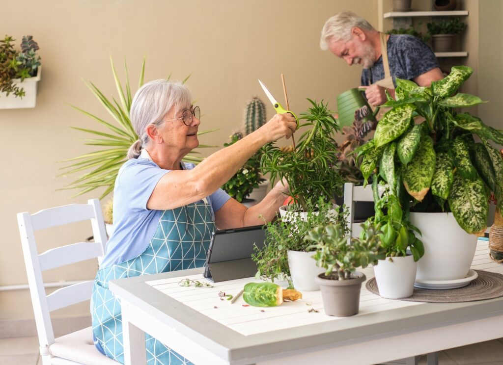 Happy senior couple gardening together at home, nurturing indoor plants and enjoying retirement with nature — active elderly lifestyle, teamwork and hobby gardening